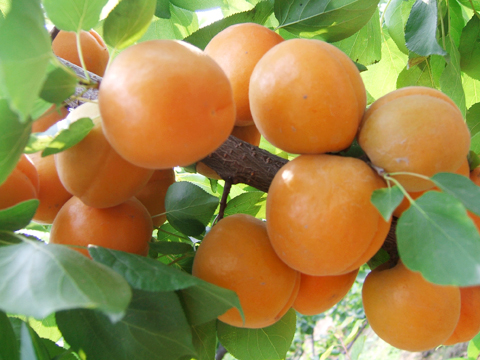亚美尼亚黄色甜杏
