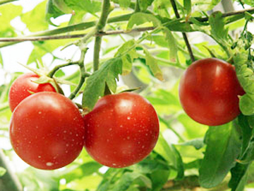以色列新西红柿