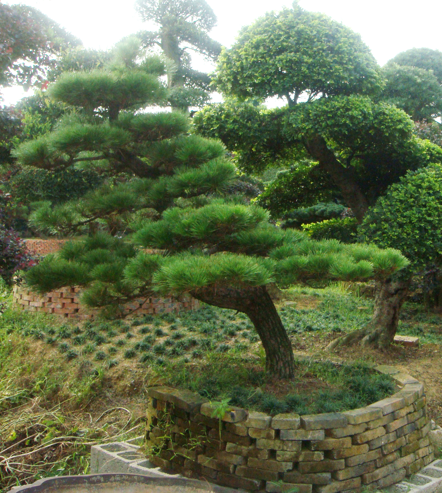 造型油松